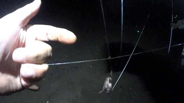 кама, Воткинская ГЭС, сом, густера на закидушки, шашлычок. смотреть онлайн