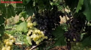 Виноград Красавчик 2022г