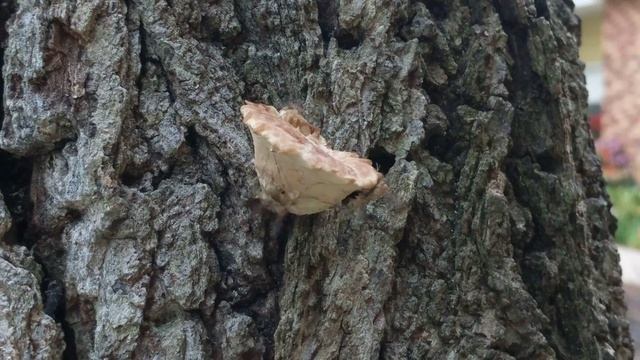 Flies Dancing On Polyporus Squamous