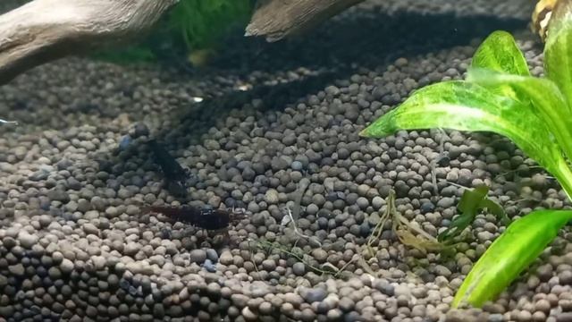 запустил аквариум на 15 л смотреть онлайн