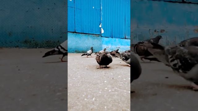 Голубы #shorts смотреть онлайн