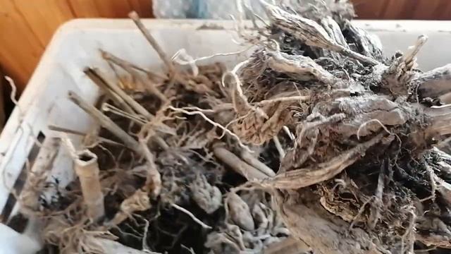 #ГЕРГИНЫ Не выбрасывайте дряхлый клубень ГЕОРГИНЫ смотреть онлайн