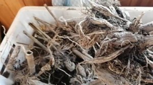 #ГЕРГИНЫ Не выбрасывайте дряхлый клубень ГЕОРГИНЫ