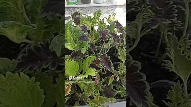 Сибирь. И опять Колеусы! смотреть онлайн