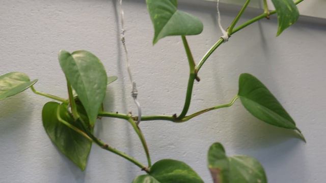 Pothos Plant in Aquarium | 1.5 Year Update! смотреть онлайн
