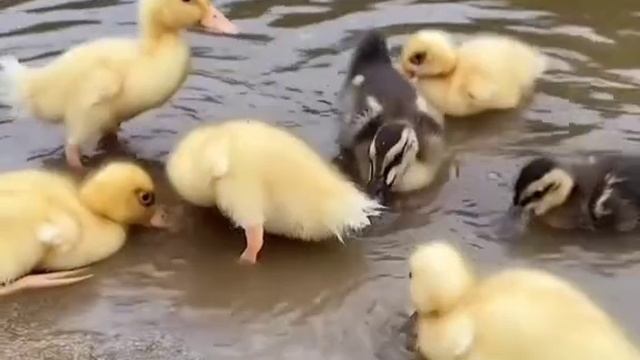 VID_20231121_094214_098.mp4