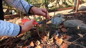 Обрезка КАРЛИКОВОЙ метельчатой гортензии БОБО-2022г