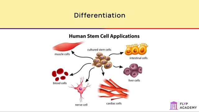 Stem Cells | GCSE Biology - Cell Biology | Flyp Academy смотреть онлайн