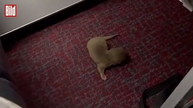 На борту международного рейса пассажиры нашли крошечного детеныша выдры смотреть онлайн