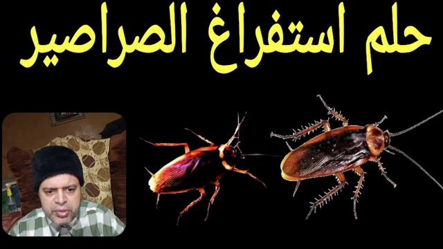تفسير حلم رؤية استفراغ الصراصير في المنام | تفسير الأحلام | محمود منصور смотреть онлайн