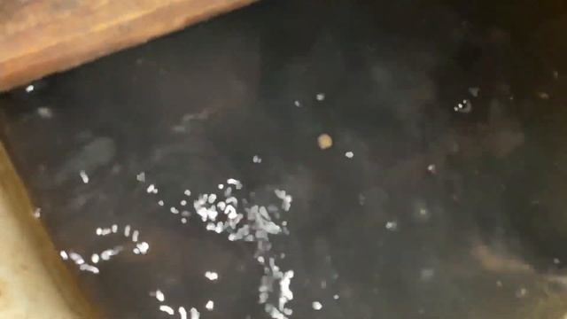 форель , осётр, сом,карп показываю всё своё хозяйство! смотреть онлайн