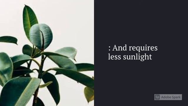 Best Air Purifying Plants for your Home смотреть онлайн