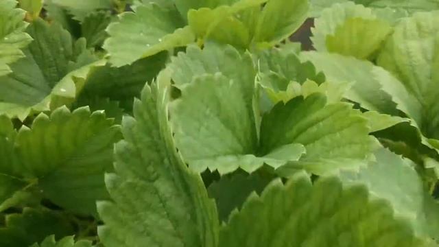 Марышка, вкуснейшая ягода!!! смотреть онлайн