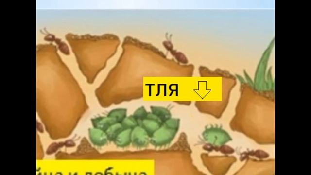 Как избавиться от муравьев.Тля на деревьях, как избавиться от тли.Здоровый сад. смотреть онлайн