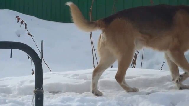 КАК СОБАКА ОХРАНЯЕТ ДАЧУ(ЮМОР) смотреть онлайн