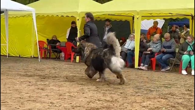 национальная выставка кавказских овчарок 1.05.2023. Батон из Александровой слободы. класс открытый смотреть онлайн
