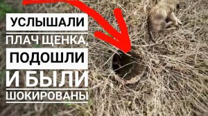 Щенят кинули в трубу из которой нельзя выбраться