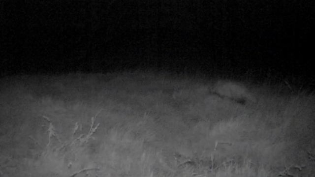 Барсук и Корсак смотреть онлайн