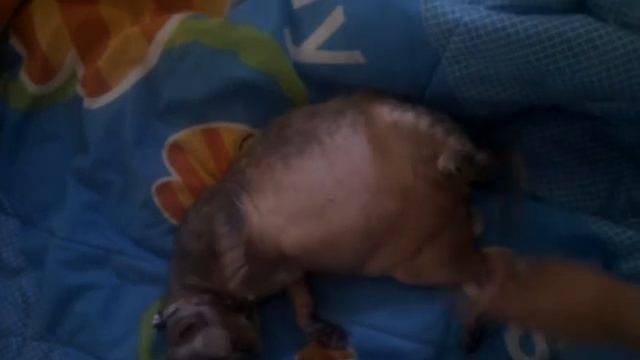 кошка Феня смотреть онлайн