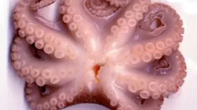 Octopus Facts - Facts About Octopuses