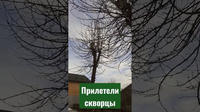 Скворцы прилетели//03.04 2023//Ранняя весна//Калужская область смотреть онлайн
