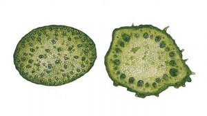 Однодольные и двудольные растения