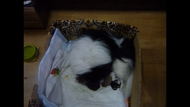 ЩЕНКИ ШПИЦА. РОДЫ СОБАКИ ШПИЦ. КАК РОЖДАЮТСЯ ШПИЦЫ. ВЕС ПРИ РОЖДЕНИИ смотреть онлайн