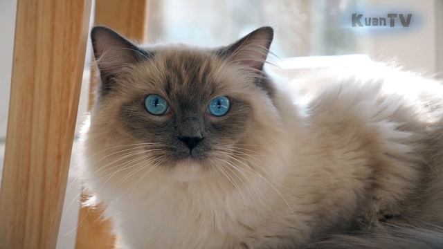 Ragdoll - большая и пушистая ЛЕНЬ. (Кошки породы "рэгдолл") смотреть онлайн