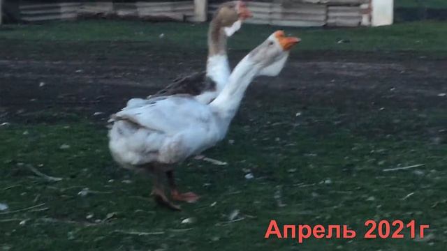 Холмогорские Гуси. Изменение экстерьера с возрастом смотреть онлайн