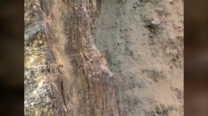 горные козлы в Саянах. Козлы прыгают по отвесным скалам.