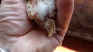 У цыпленка не втянулся пупок что делать