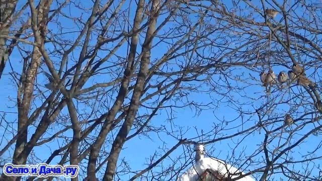 Кормим воробьев зимой. Кормушка для птиц из пластиковой бутылки своими руками. Кормление птиц зимой смотреть онлайн