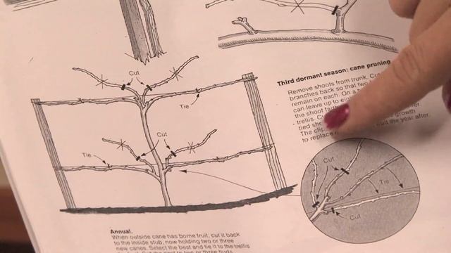Gardening: Pruning : How To Prune Loganberries