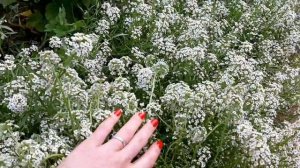 АЛИССУМ вегетативный, условия выращивания и отличие от семенного алиссума, советы Ани