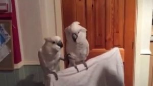 попугай какаду танцует для самки танец