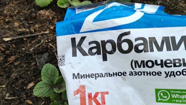 Уход за клубникой без заморочек.Чем подкормить? Лучшая мульча для клубники защитит и повысит урожай смотреть онлайн