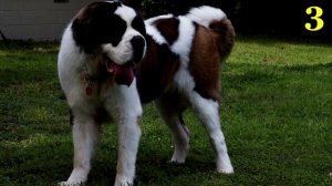 Топ 5  самые большие породы собак