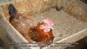 Кучинские куры
