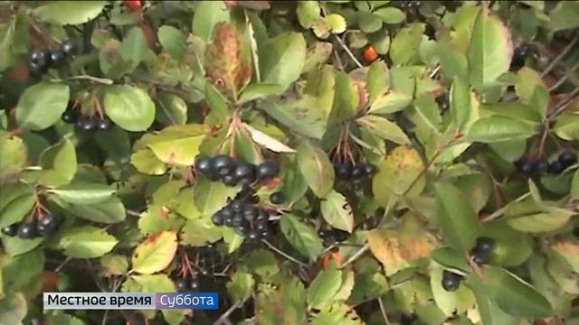 В Патриаршем саду во Владимире растут мичуринские сорта рябины смотреть онлайн