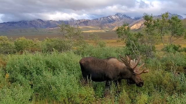 Moose Eating Bushes