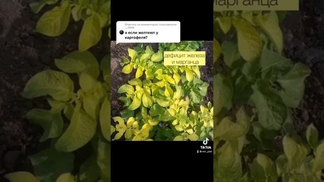 ЖЕЛТЕЮТ ЛИСТЬЯ КАРТОФЕЛЯ? смотреть онлайн