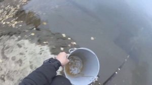 Как быстро и эффективно поймать живца! Лучшая насадка на судака, щуку, и окуня. Ловля живца.