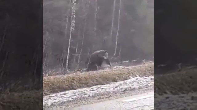 Медведь и сбитый на трассе лось смотреть онлайн