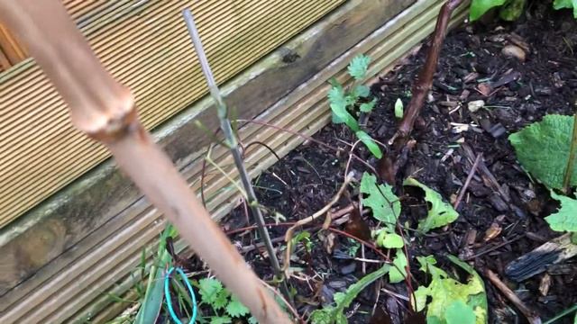 05, Clematis Over Winter