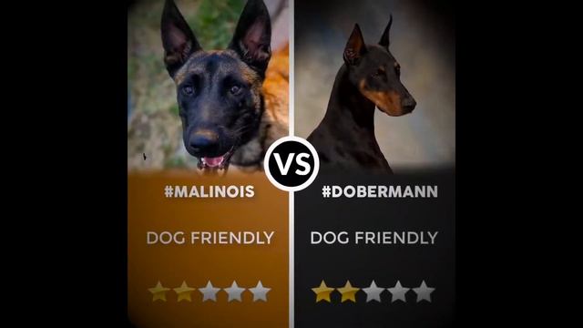 Malinois VS Doberman Comparison[2021], The Doberman Pinscher Vs The Belgian Malinois.