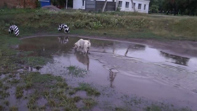 Приколы с лабрадорами 2018. "Отличный Май" смотреть онлайн