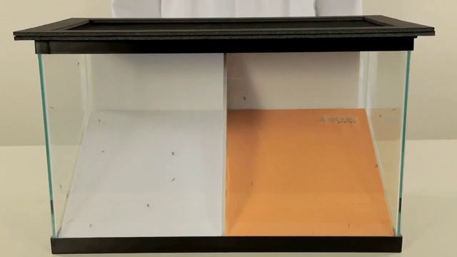 Летняя футболка с защитой от комаров смотреть онлайн