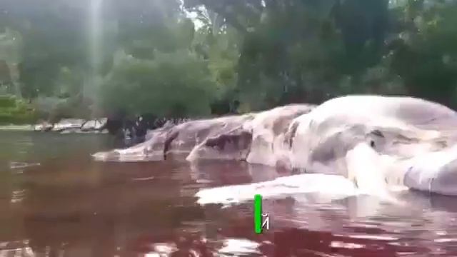 это интересно fакты окружающие нас -- Гигант-кальмар в Индонезии смотреть онлайн