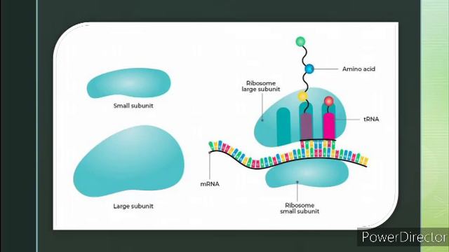 RIBOSOMES- PROTEIN FACTORY OF CELL смотреть онлайн