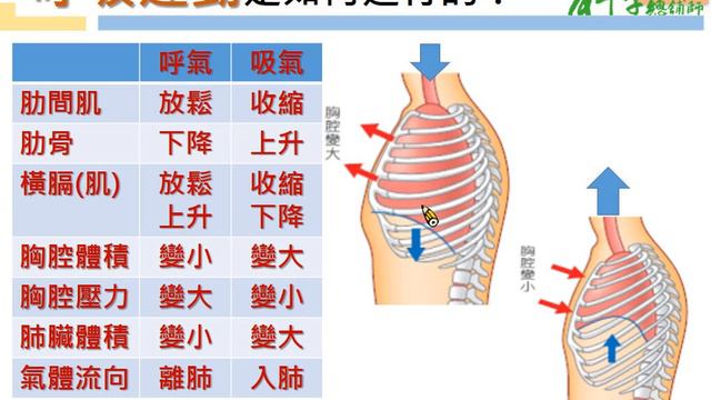 37-1-1-1呼吸運動與體溫調節(居仁國中 蔡明致) смотреть онлайн